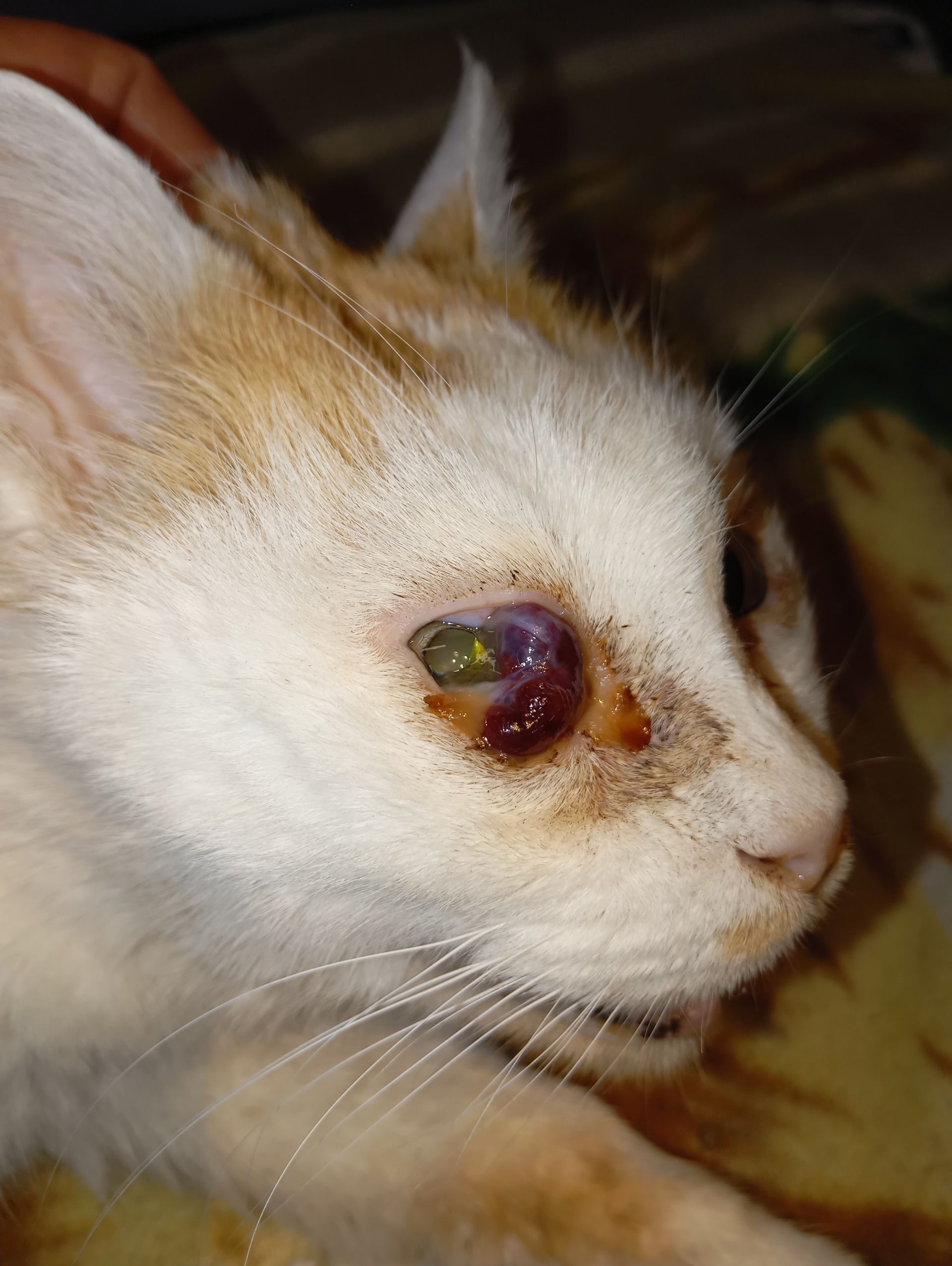 neoplasia congiuntivale