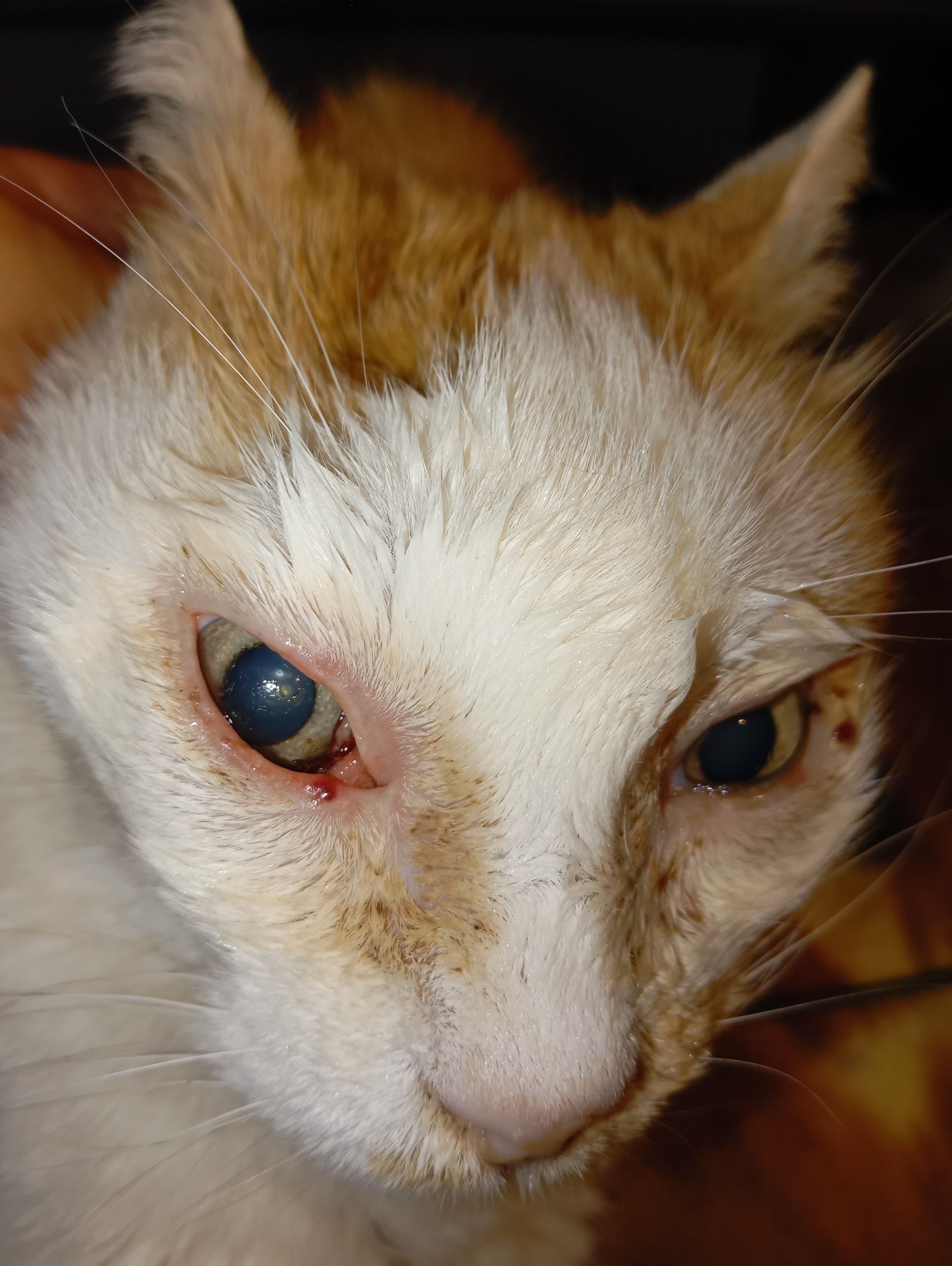 cura veterinaria per neoplasia congiuntivale