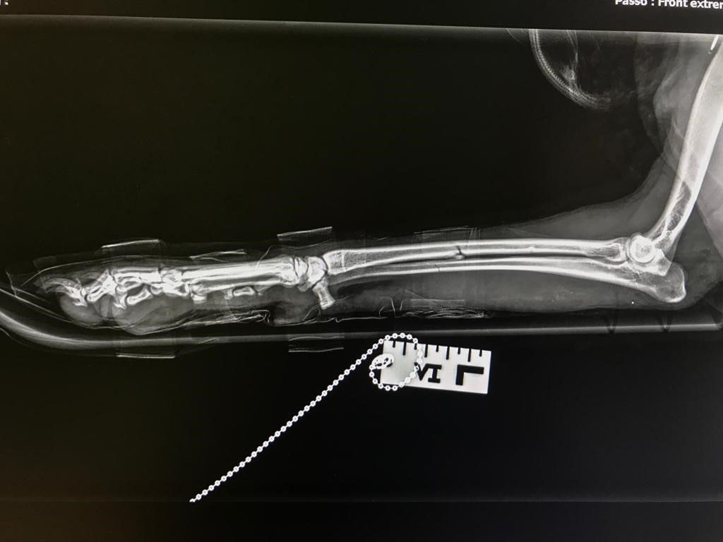 fattura radioulnare cane