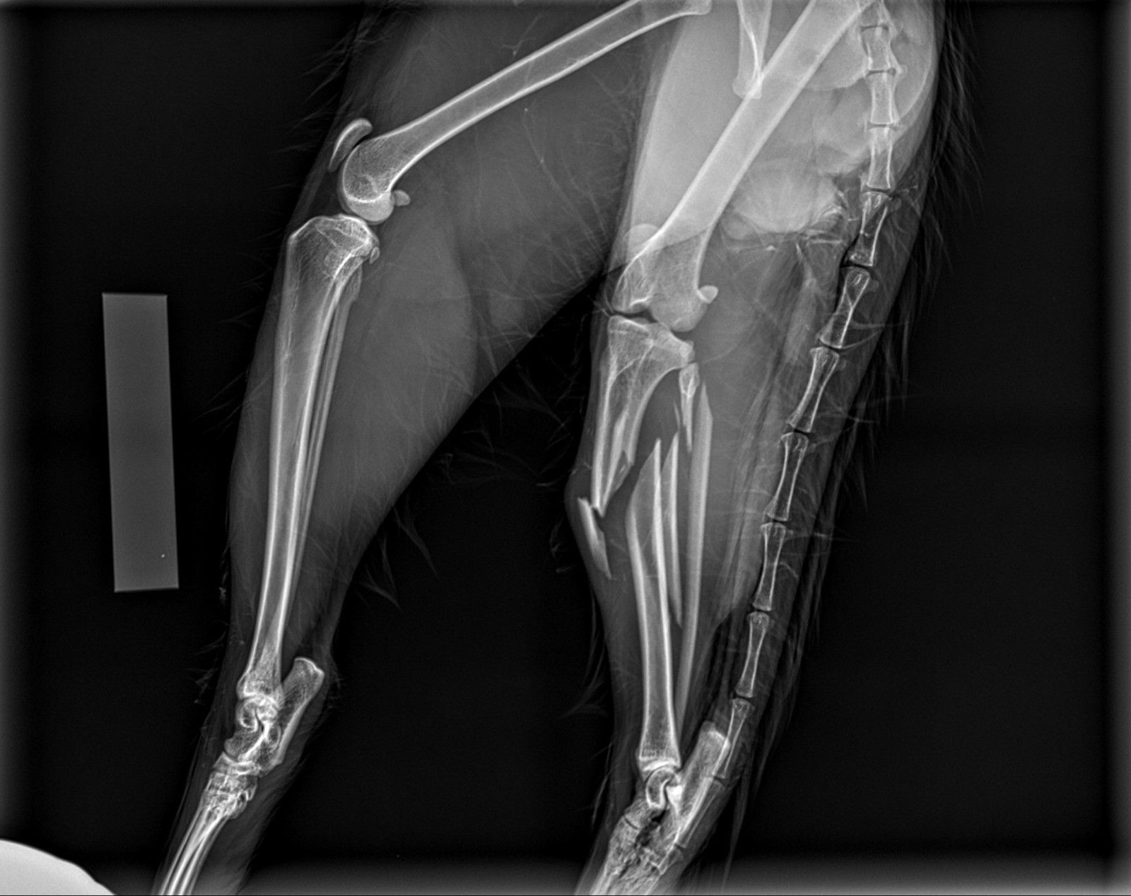 cane con fattura scomposta