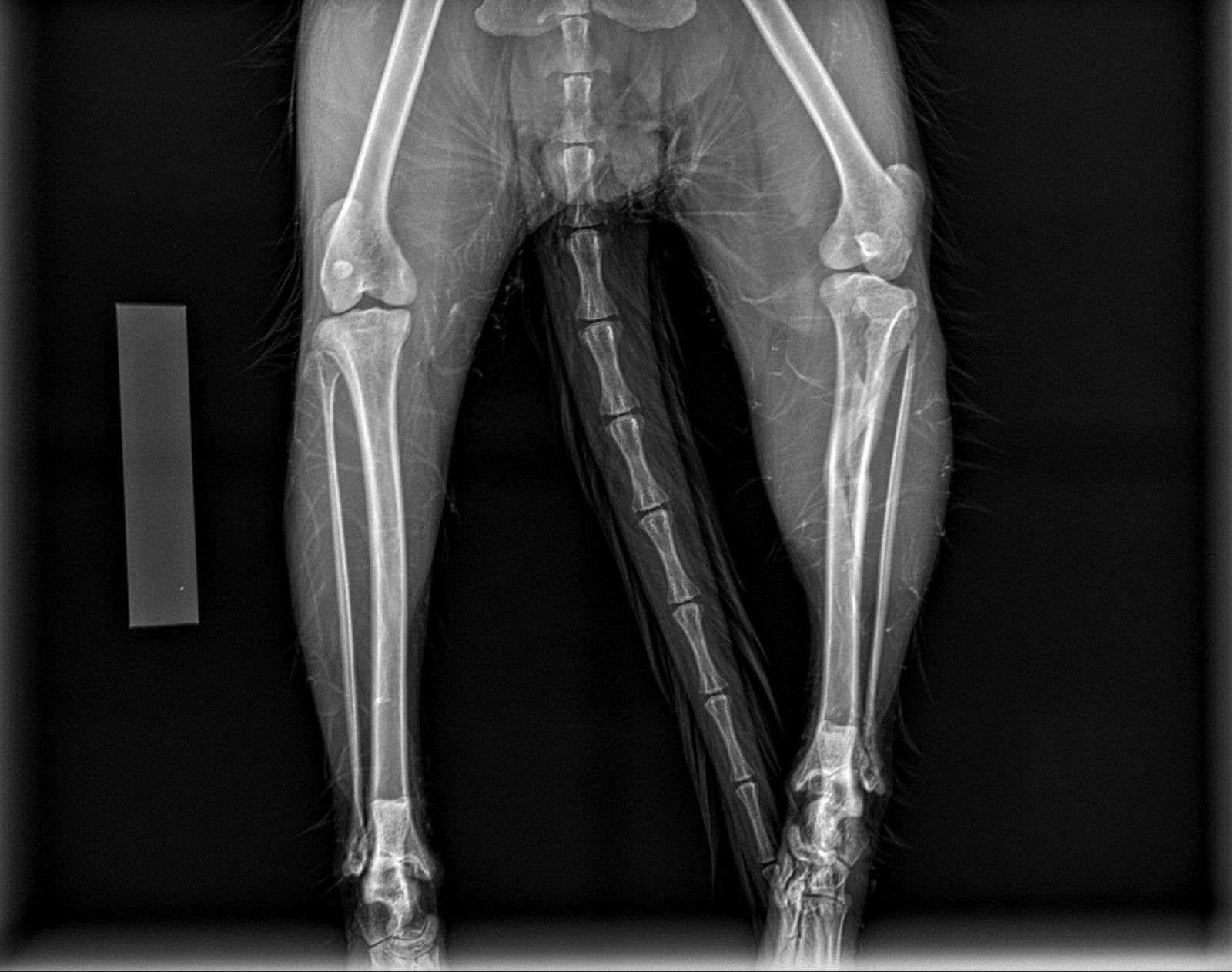 fattura scomposta animale