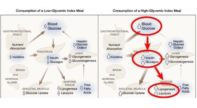 Cuadro comparando el comportamiento de alimentos con alto y bajo índica glicemico en  el cuerpo