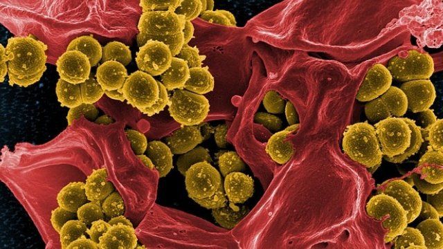 Ilustración de bacterias amarillas en medio de sangre roja