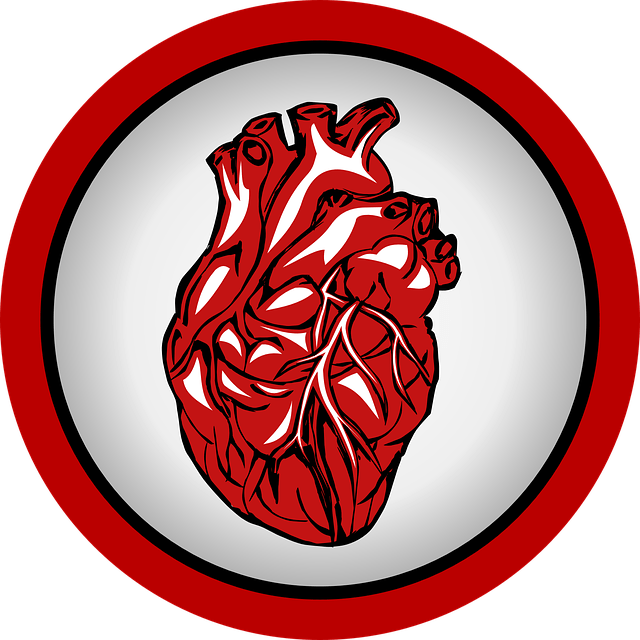 Ilustración de un corazón humano