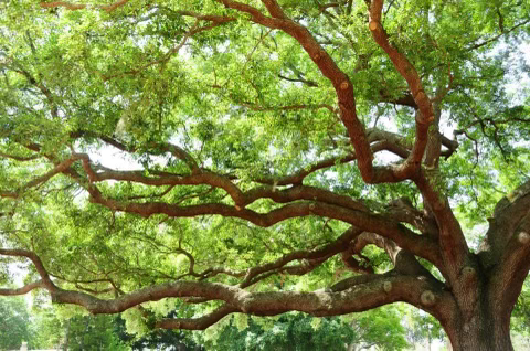 A Large Tree with Lots of Branches and Leaves