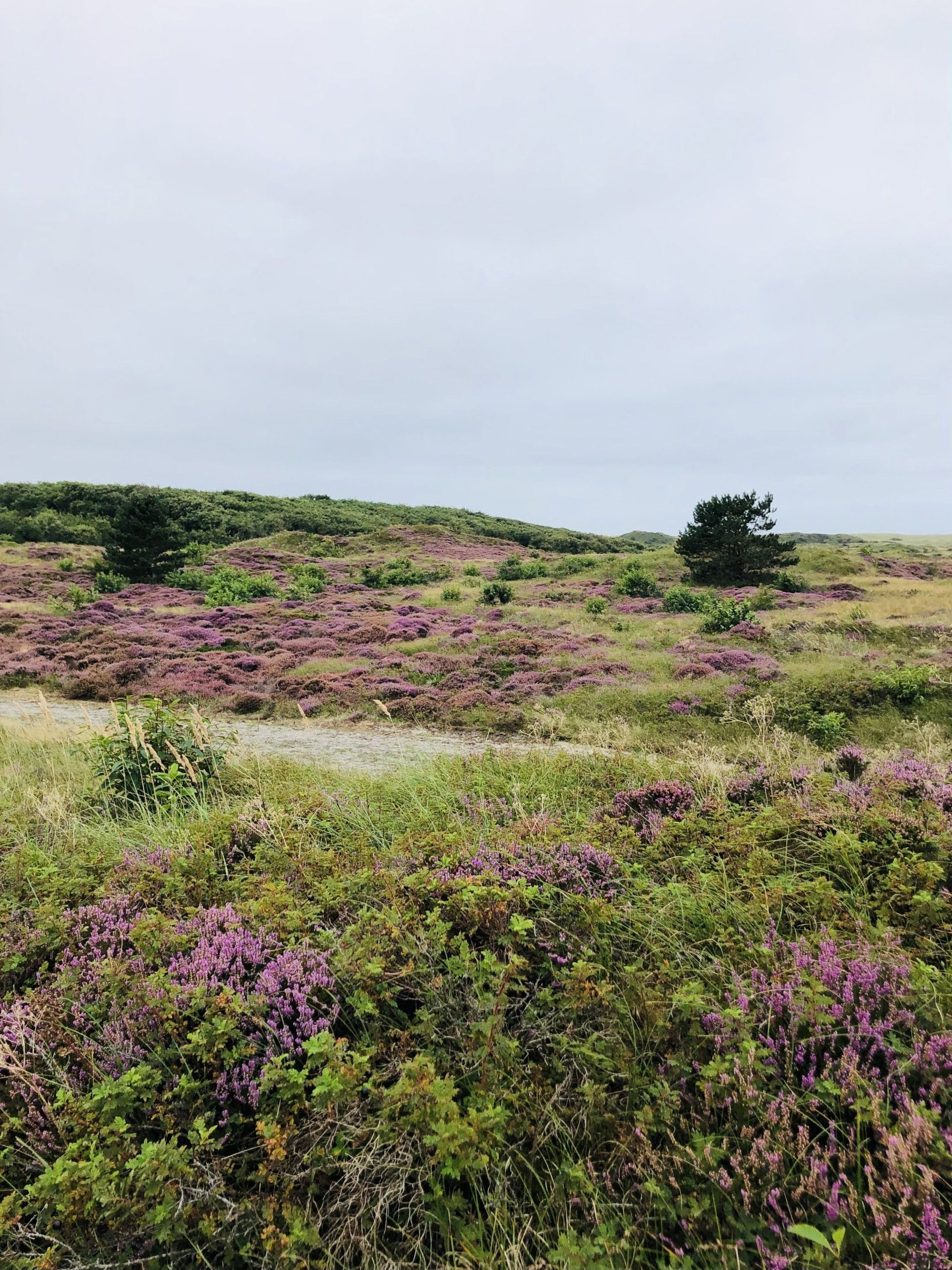 Photo of dunes in The Netherlands, Texel