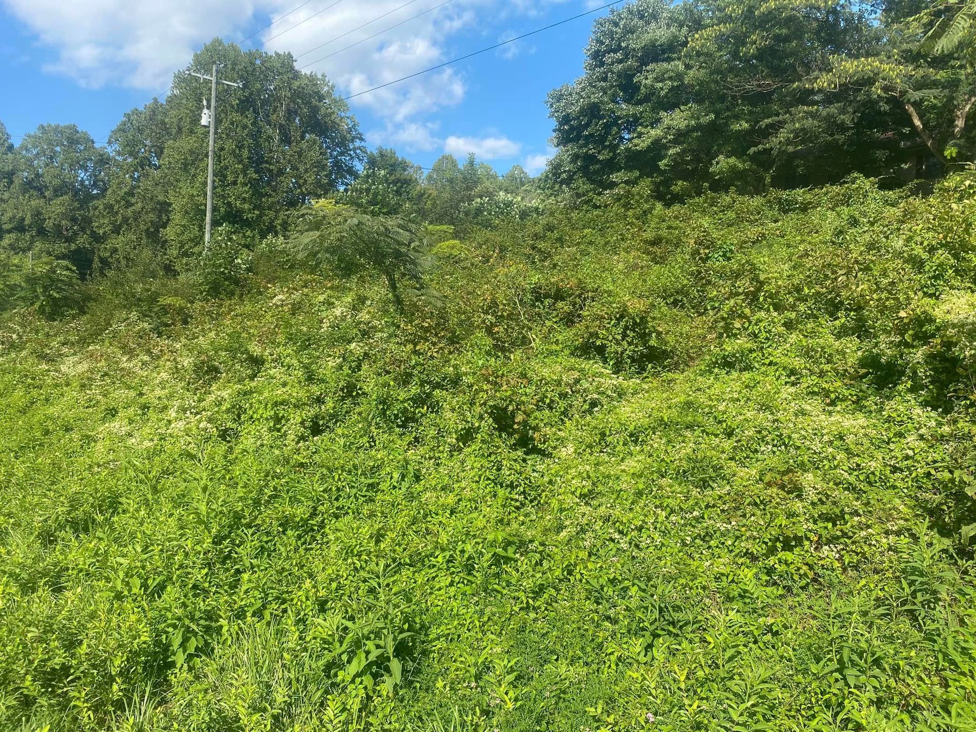 Lush green vegetation covers a hillside with trees and a utility pole under a blue sky with scattered clouds.