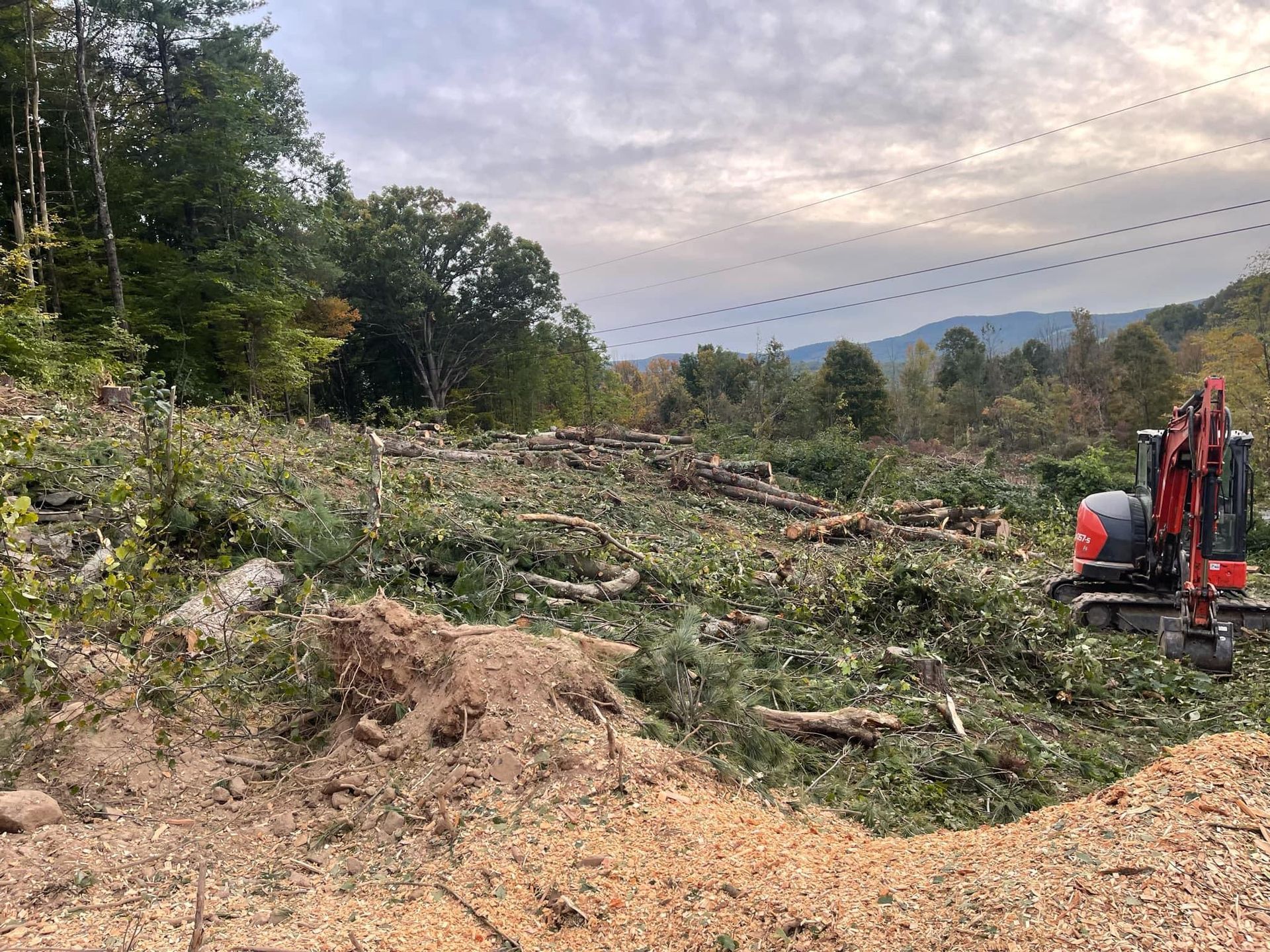 A red and black excavator is cutting down trees in a field.