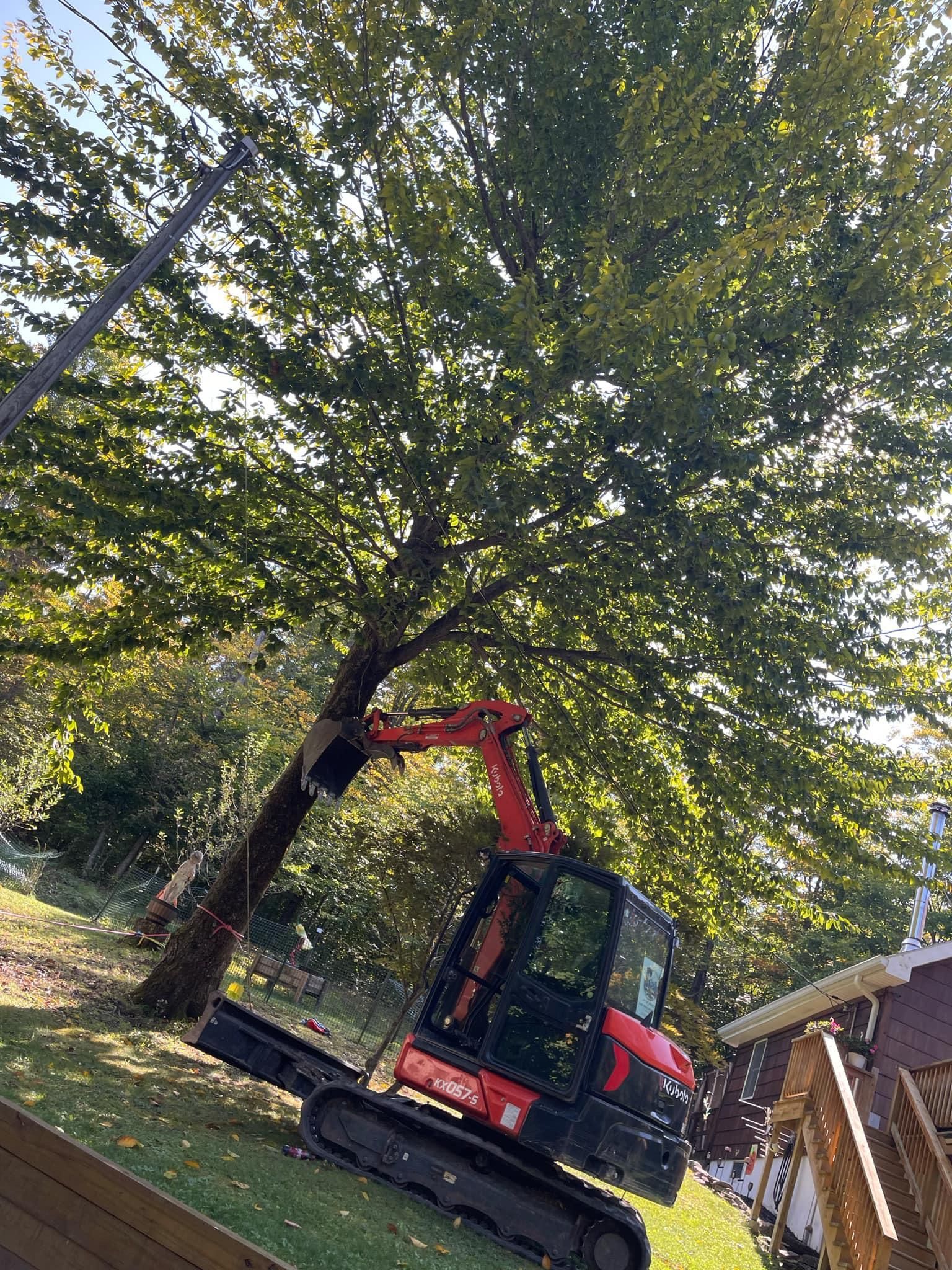 A red and black excavator is cutting a tree in a yard.