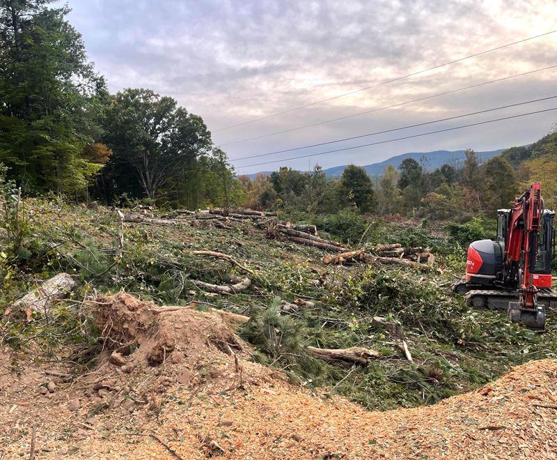 A red and black excavator is cutting down trees in a field.