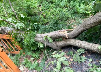 A tree branch is laying on the ground next to a wooden fence.