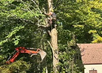 A man is climbing a tree with a crane in the background.