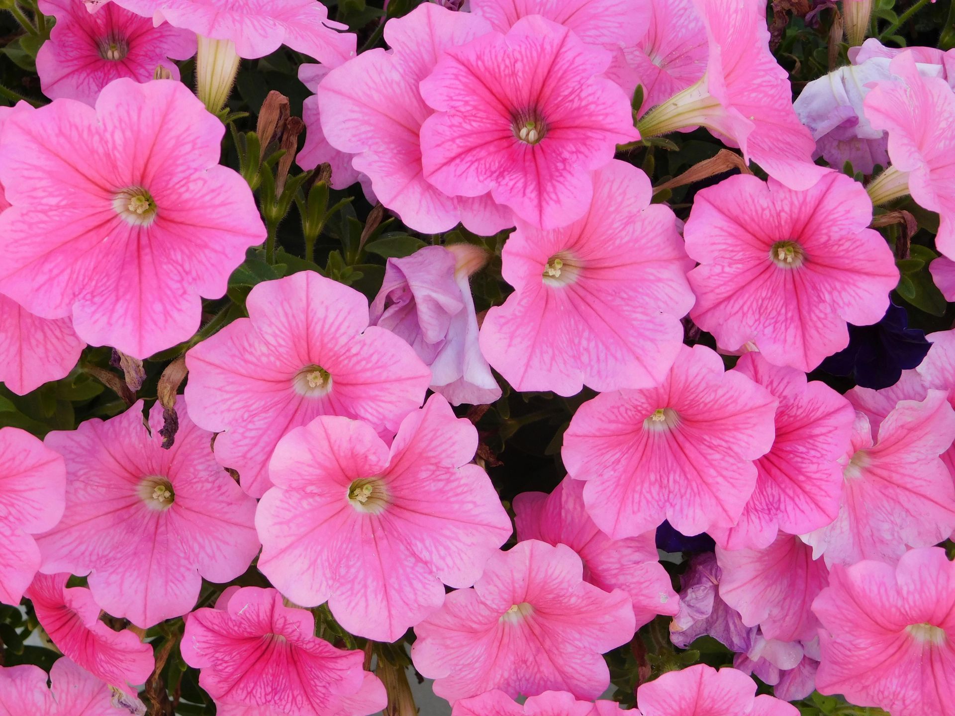 Scoop of soil - Winning Touch Nursery
