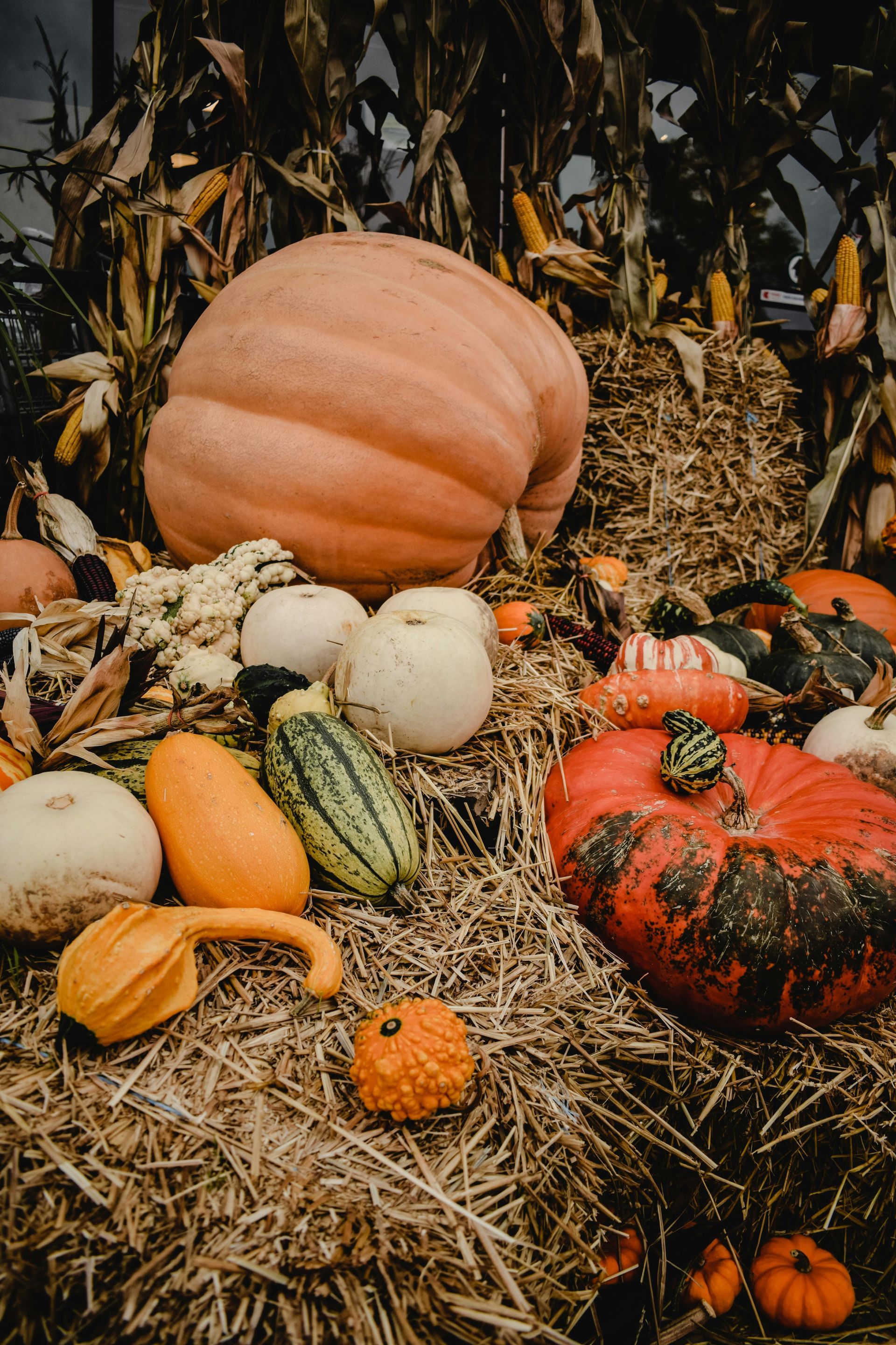 Scoop of soil - Winning Touch Nursery