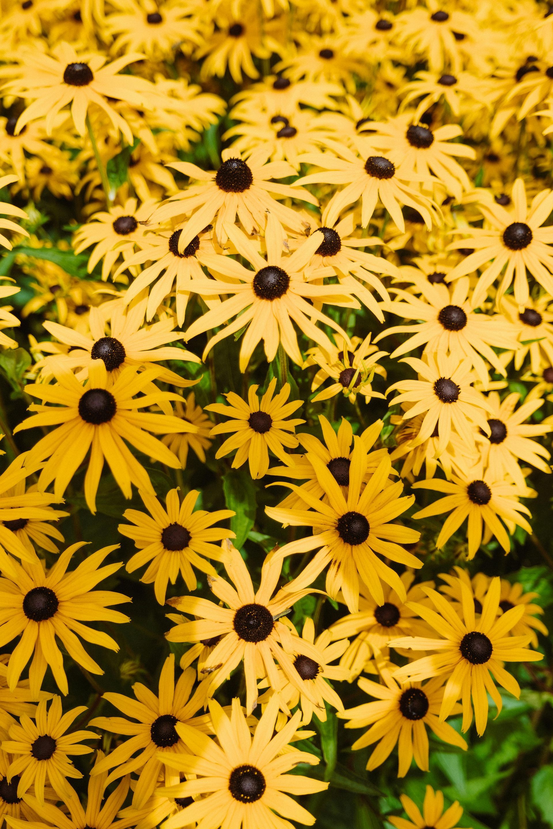 Scoop of soil - Winning Touch Nursery