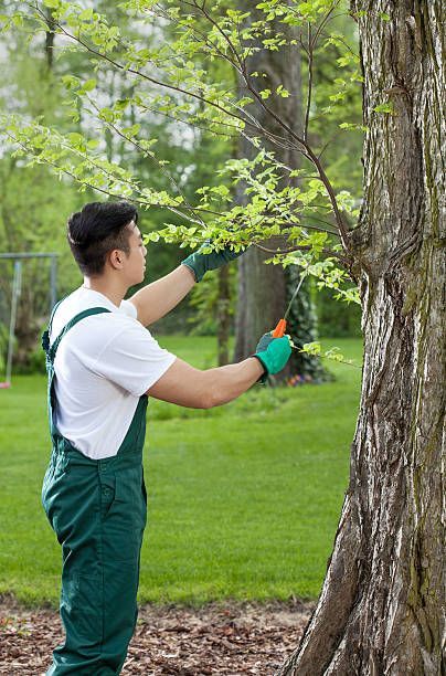 Trimming Trees