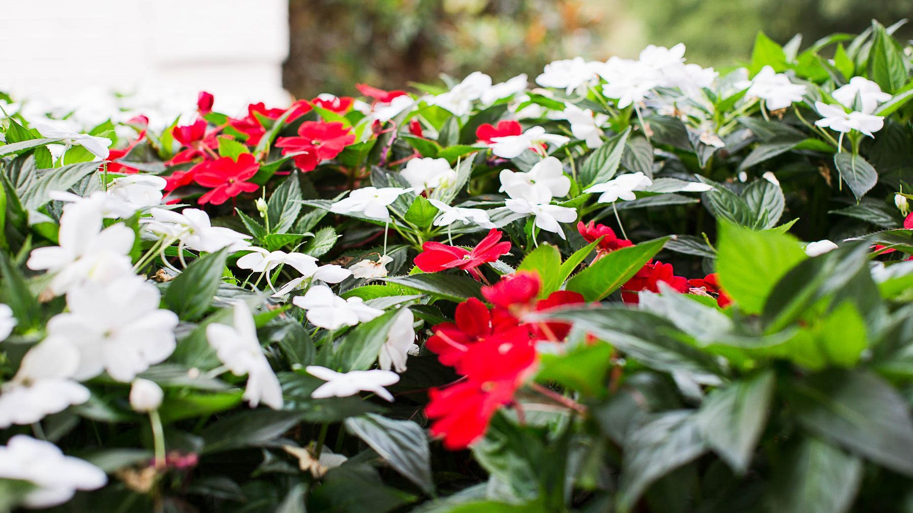 A bunch of red and white flowers are growing in a garden.