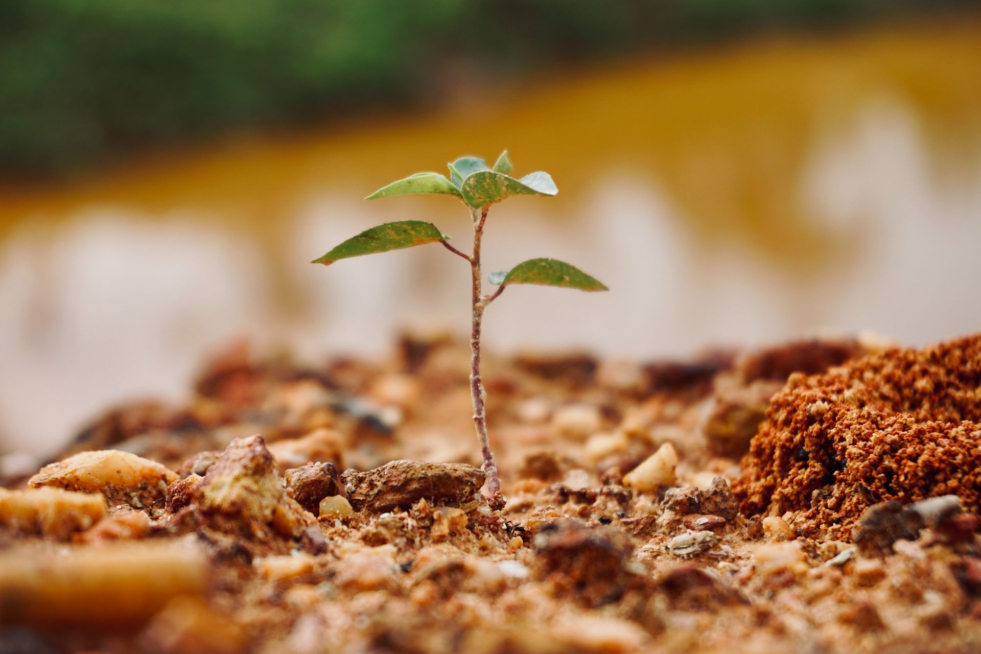 Vibrant young green plant emerging from rich brown soil.