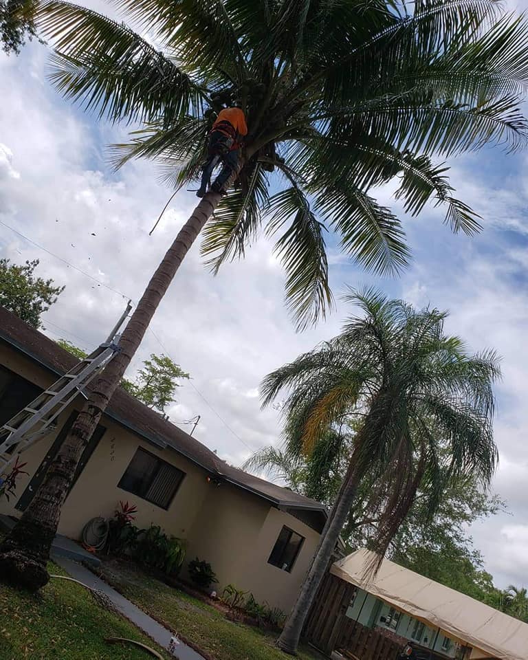 High Standards Tree Care, Hollywood Florida