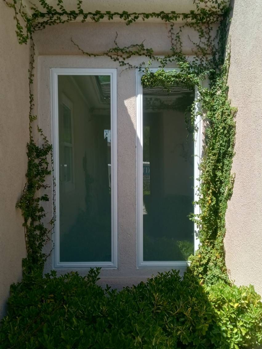 A window with ivy growing around it is surrounded by bushes
