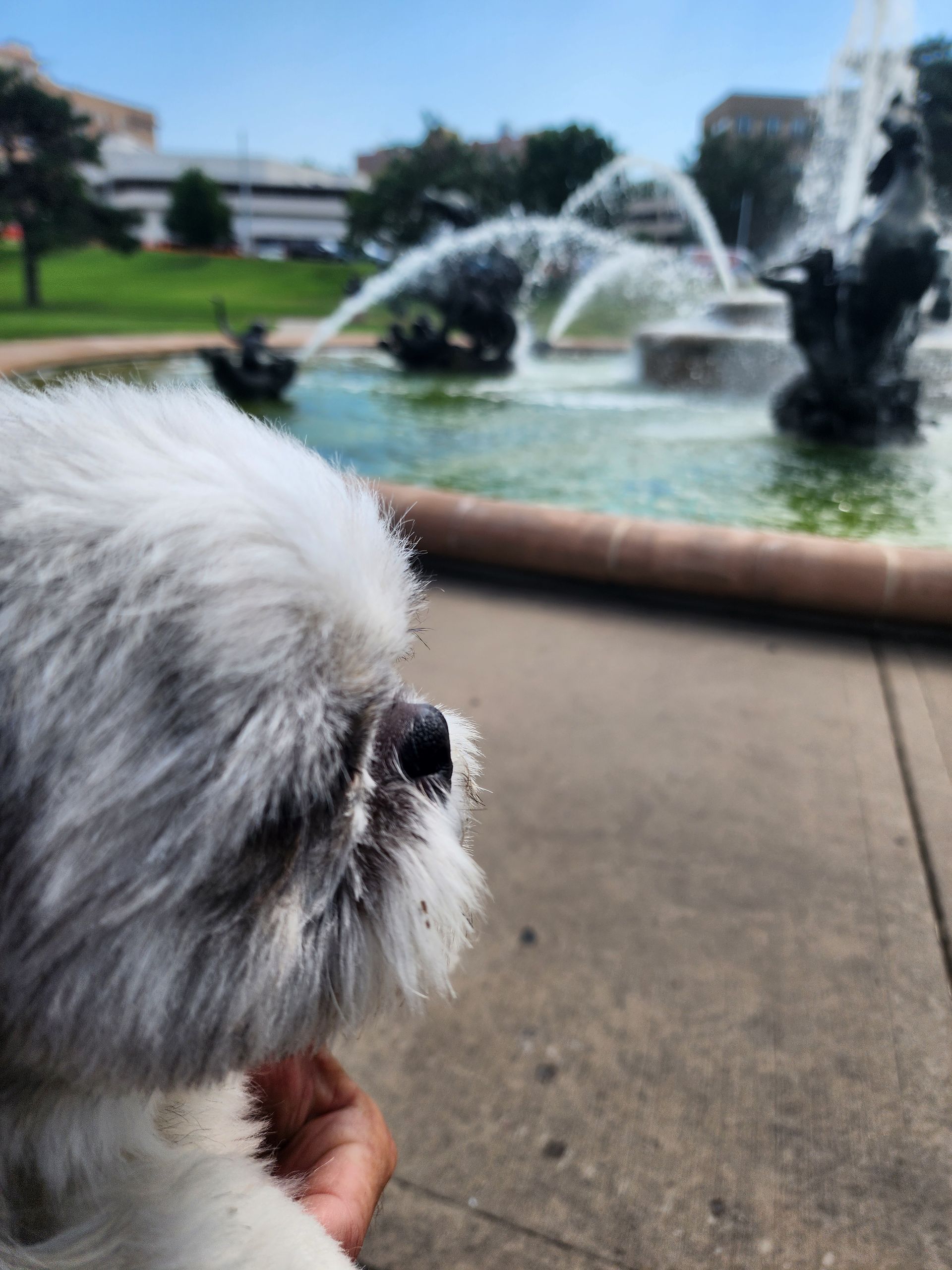 A small white dog is looking at a fountain in a park.