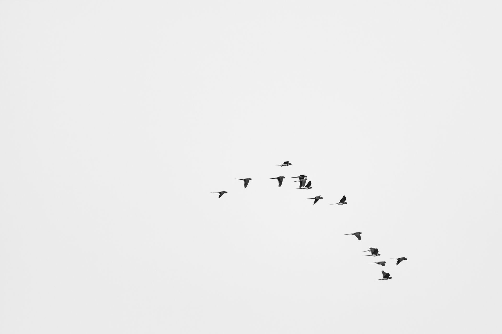Flock of dark birds flying in a V-formation against a white sky.
