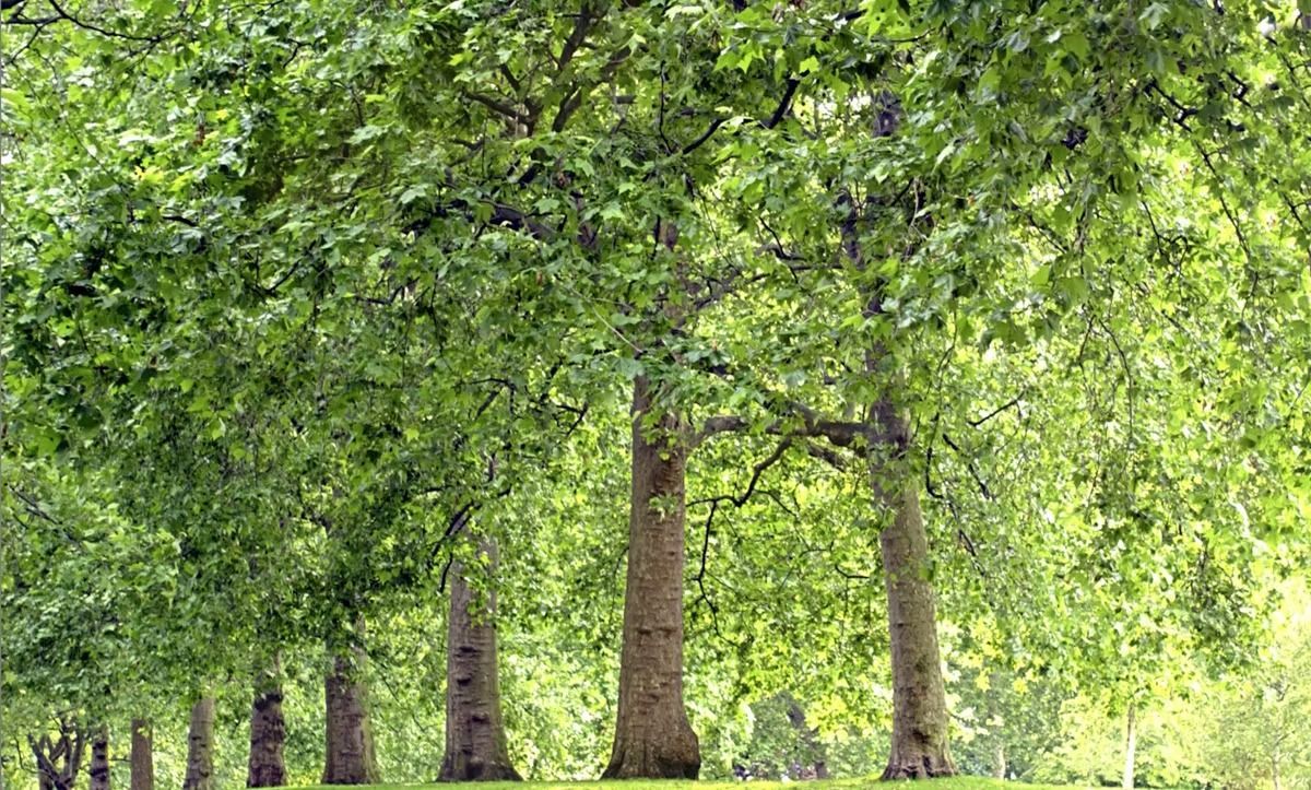 A row of trees in a park with lots of green leaves.