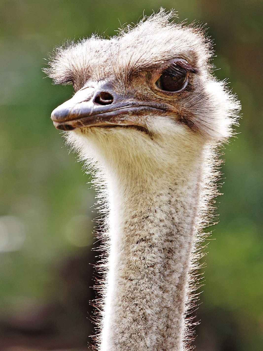 A close up of an ostrich 's head and neck