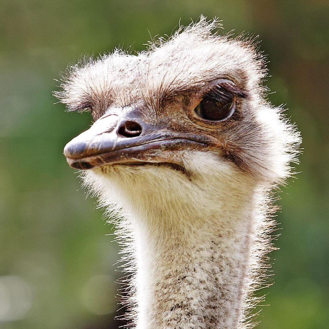 A close up of an ostrich 's head with a green background