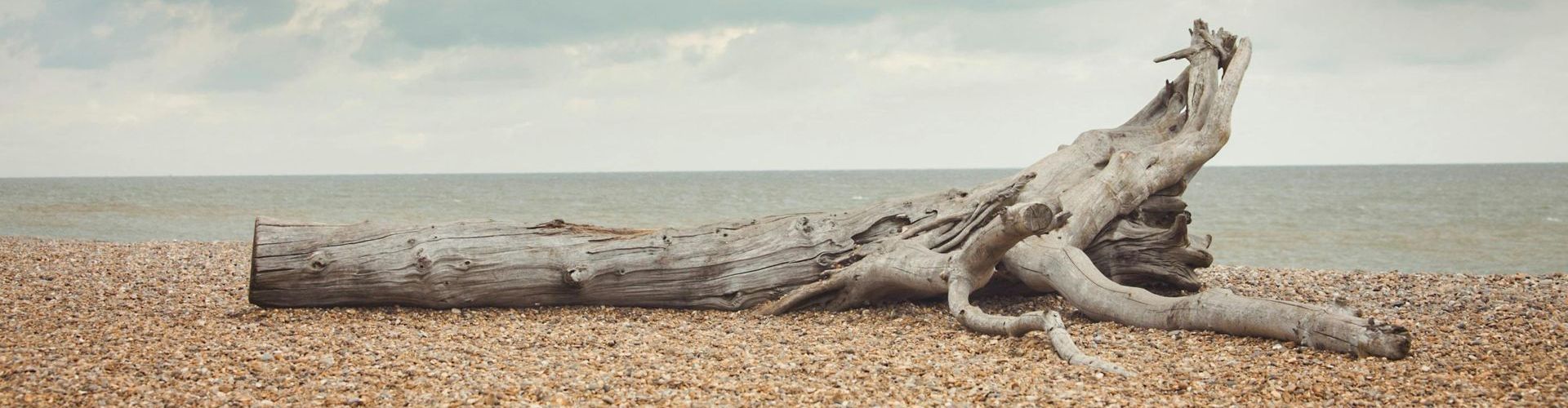 A large piece of driftwood is laying on the beach near the ocean.