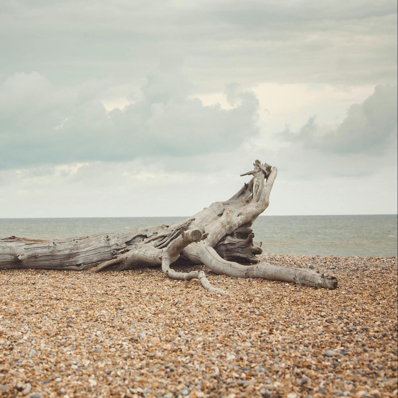 Cremation Transfer Service