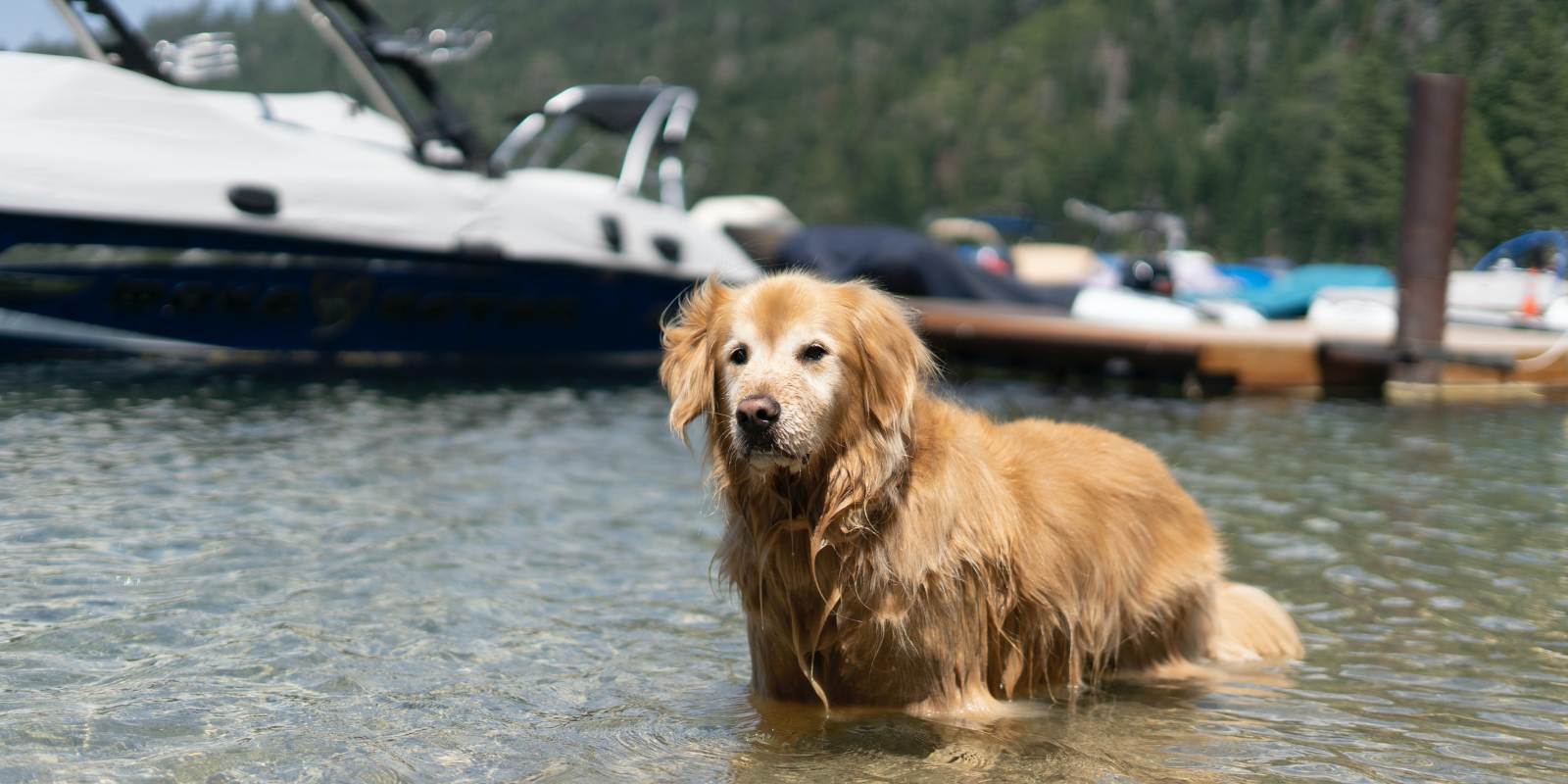 dog swimming in Lake Tahoe