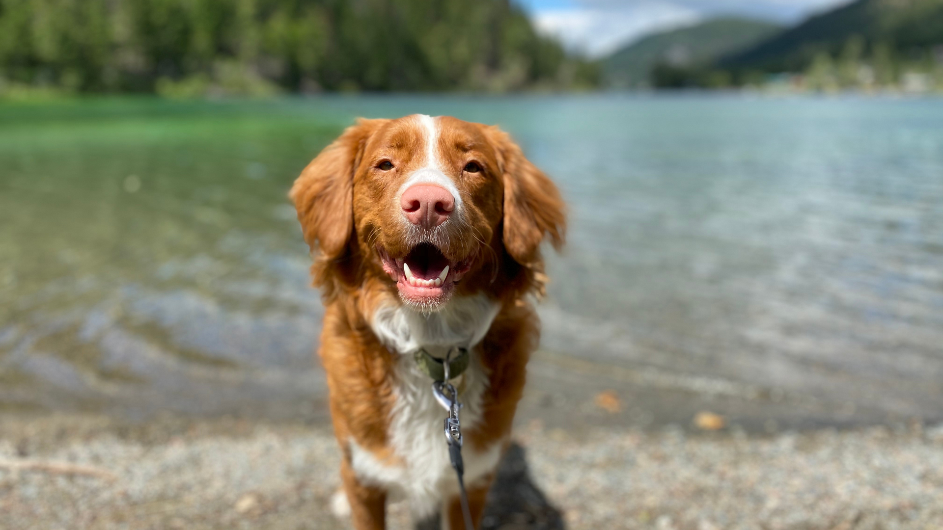 Lake Tahoe dog