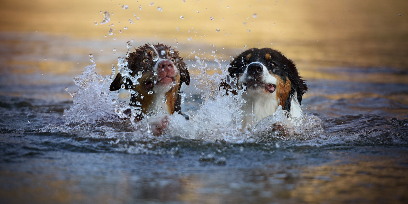 two dogs swimming in lake tahoe
