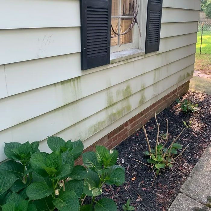 White siding with green algae, black shutters, and brick base.  Hydrangeas in front of the house.