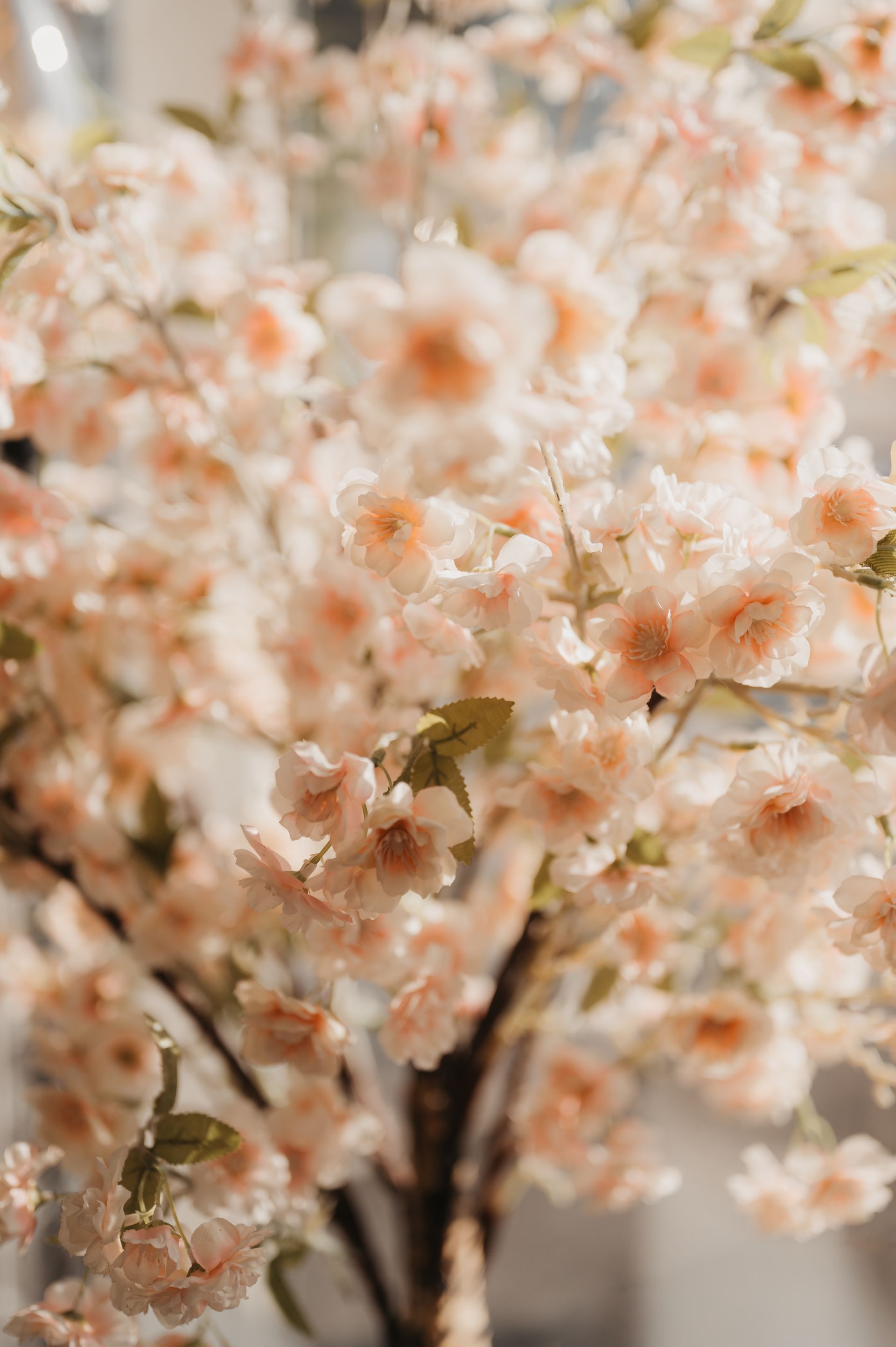 Blühende Kirschblüten mit zartrosa und pfirsichfarbenen Blütenblättern, Nahaufnahme.