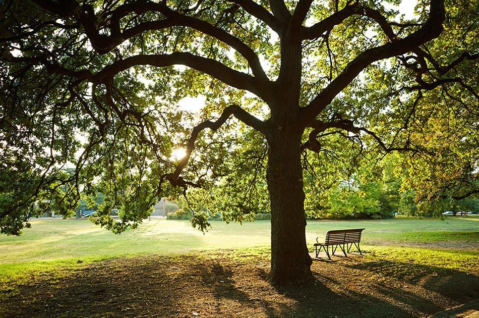 Large Tree — Southeast Melbourne, VIC — Ageing in Place