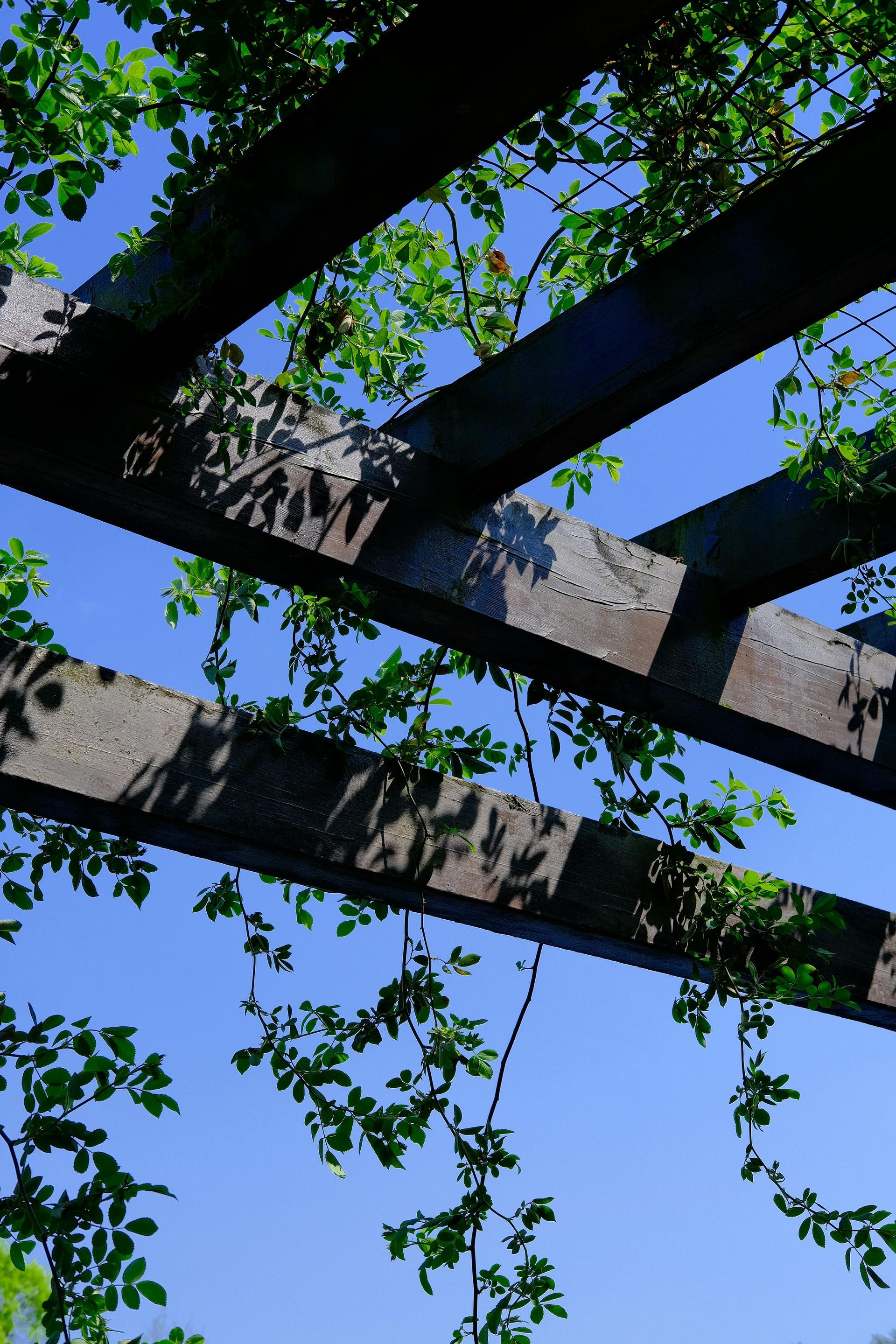 Looking up at a pergola with a blue sky in the background