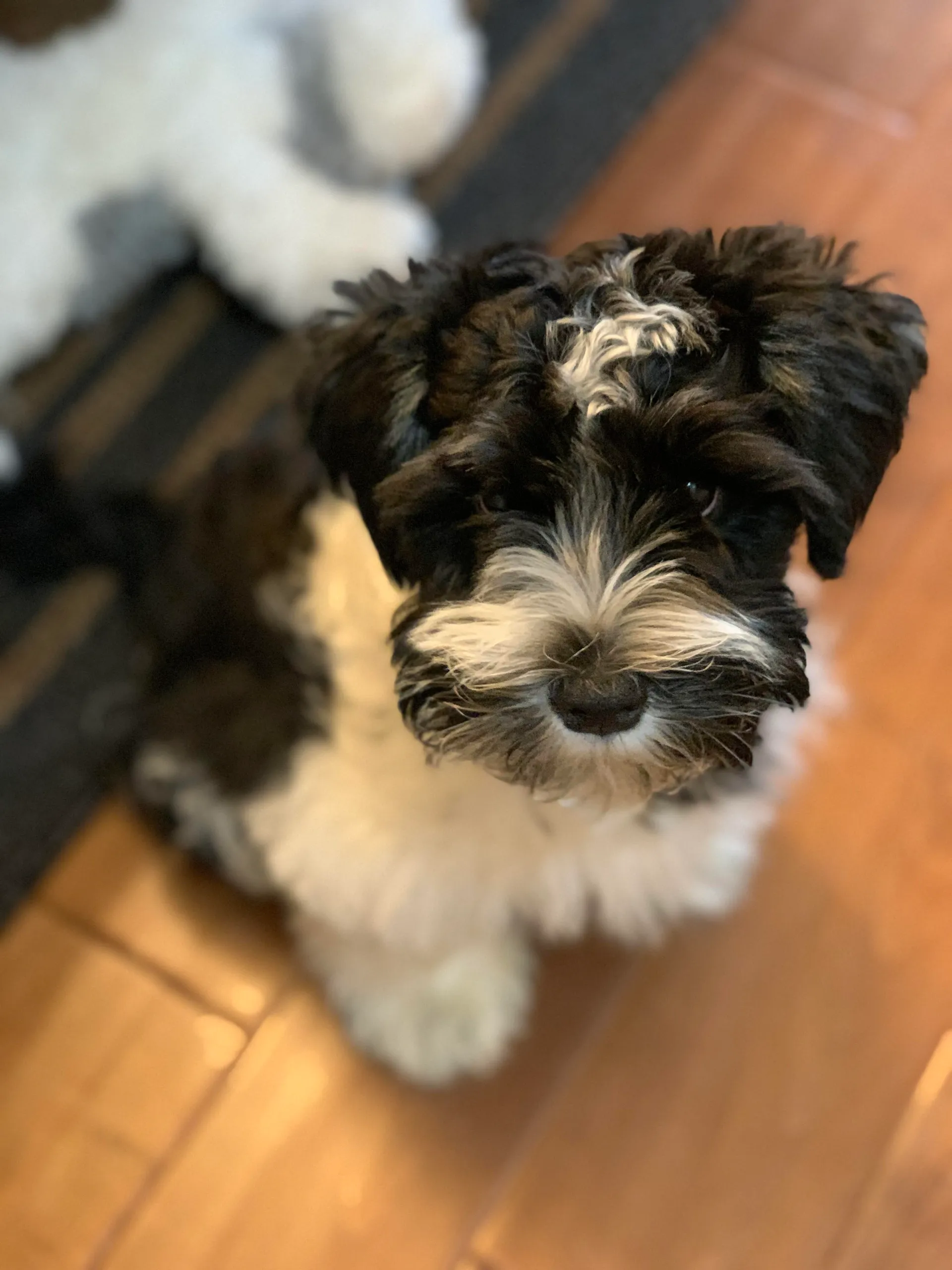 Harry the Miniature Schnauzer puppy is getting his checkup at our White Rock Vet Clinic!