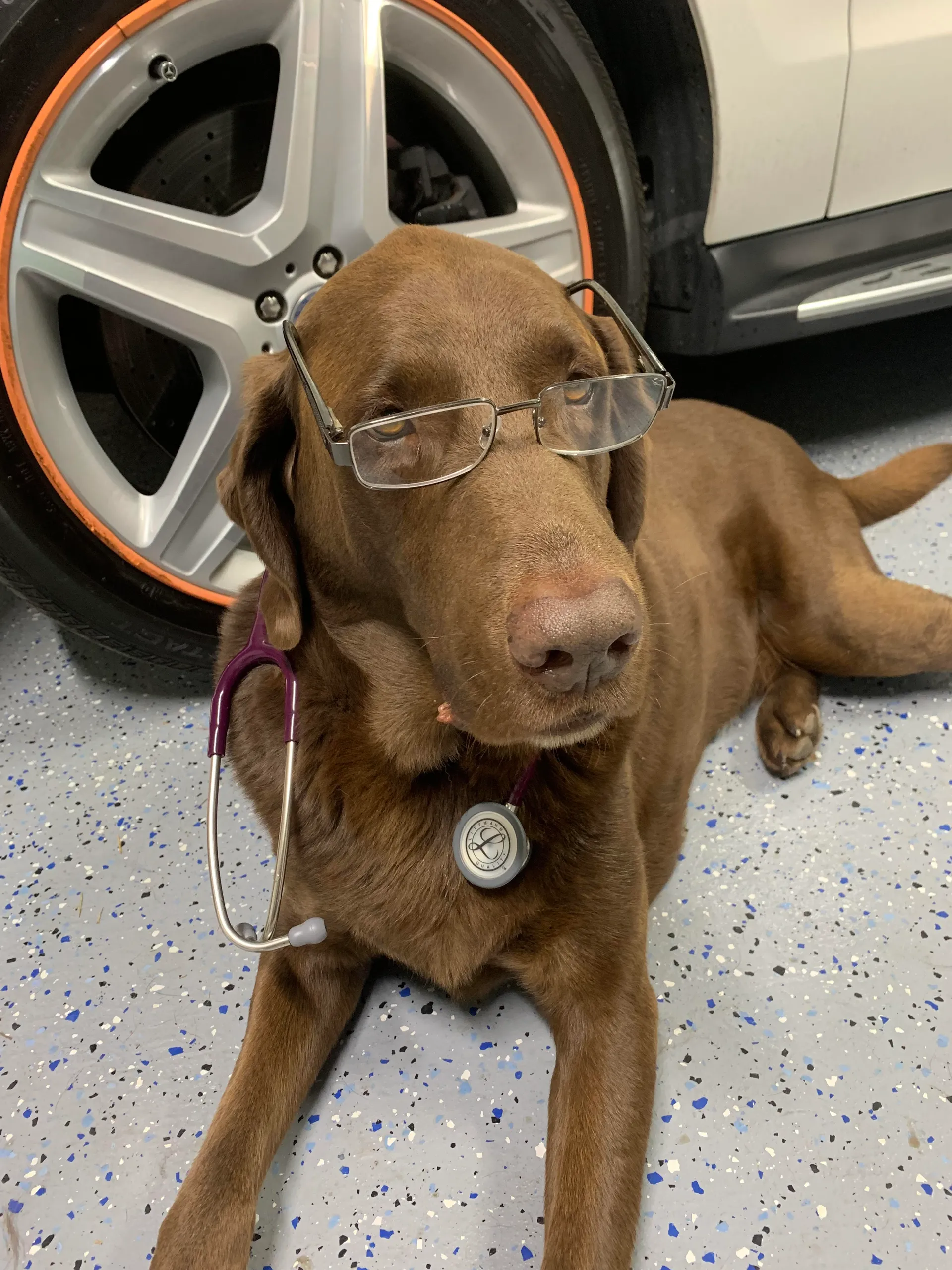 Yogi is a good boy and a pet patient at our vet clinic in the White Rock & South Surrey area!