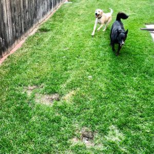Dogs on the Lawn — Billings, MT — Rimrock Plumbing