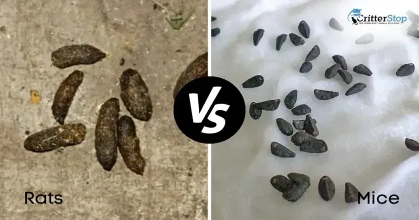 rat droppings vs mice droppings