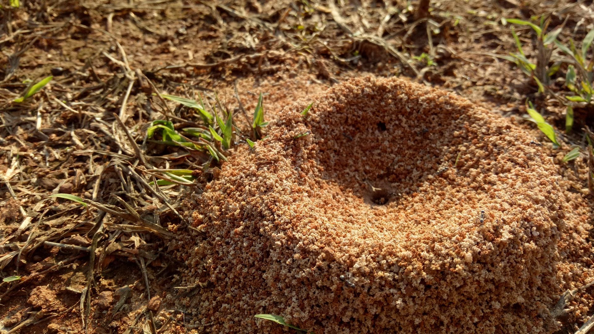 An anthill is sitting on top of a pile of dirt on the ground.