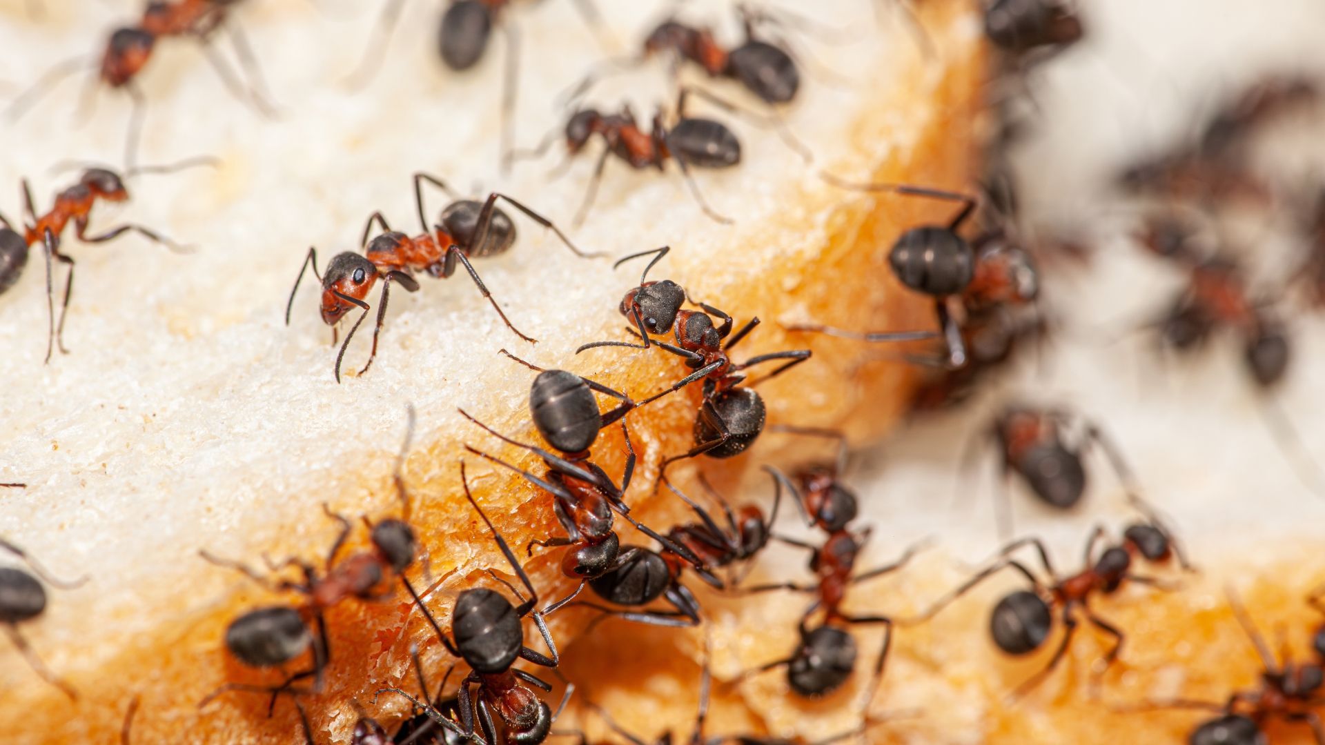 A bunch of ants are crawling on a piece of food.