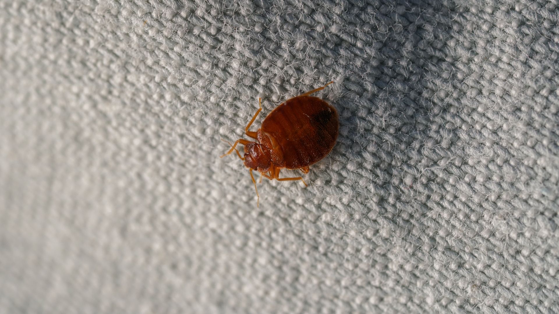 Close-up of a brown bed bug on a textured white surface.