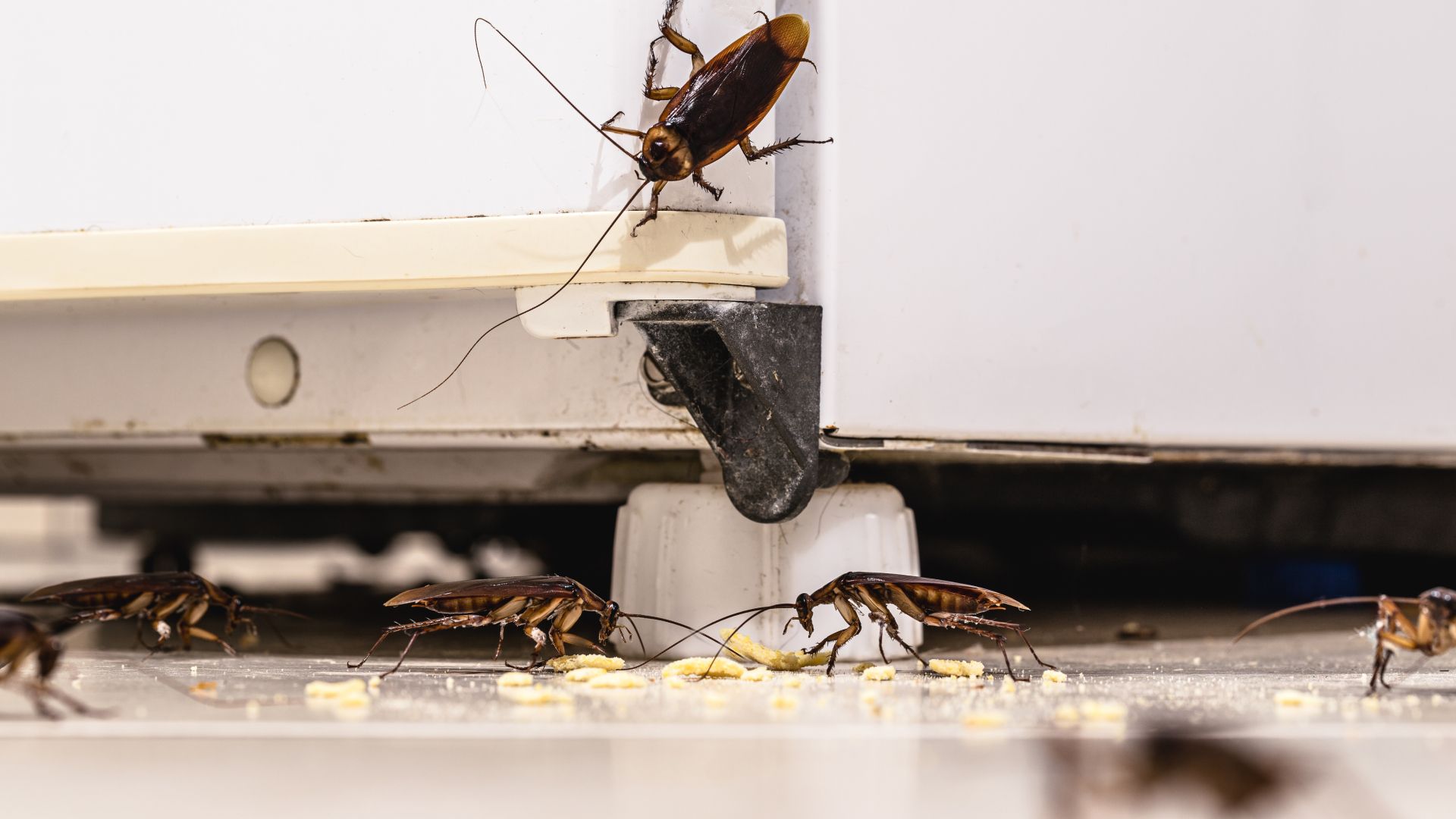 Cockroaches crawling on a dirty floor near a white appliance; one is on top.
