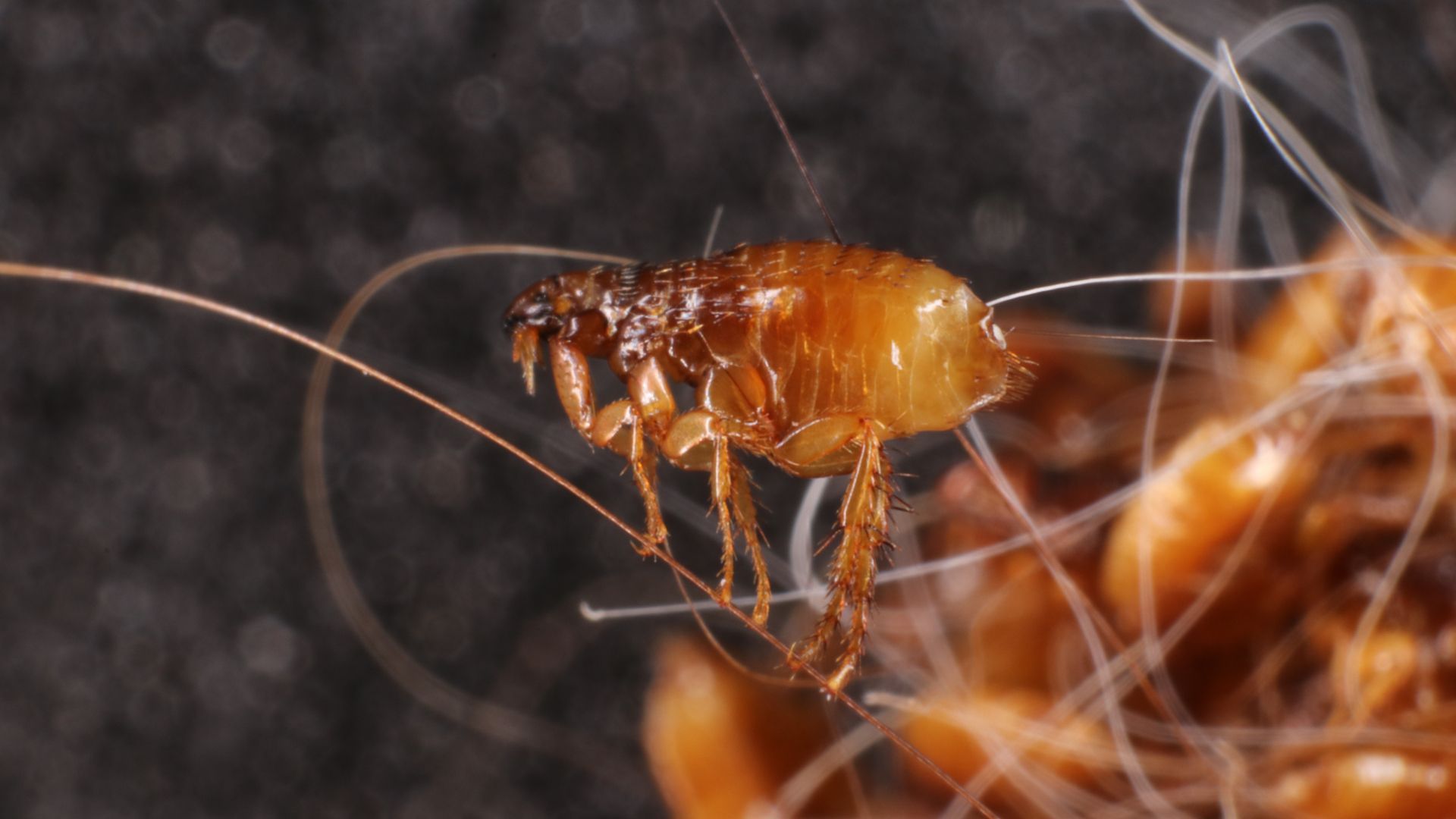 A close up of a flea on a pile of hair