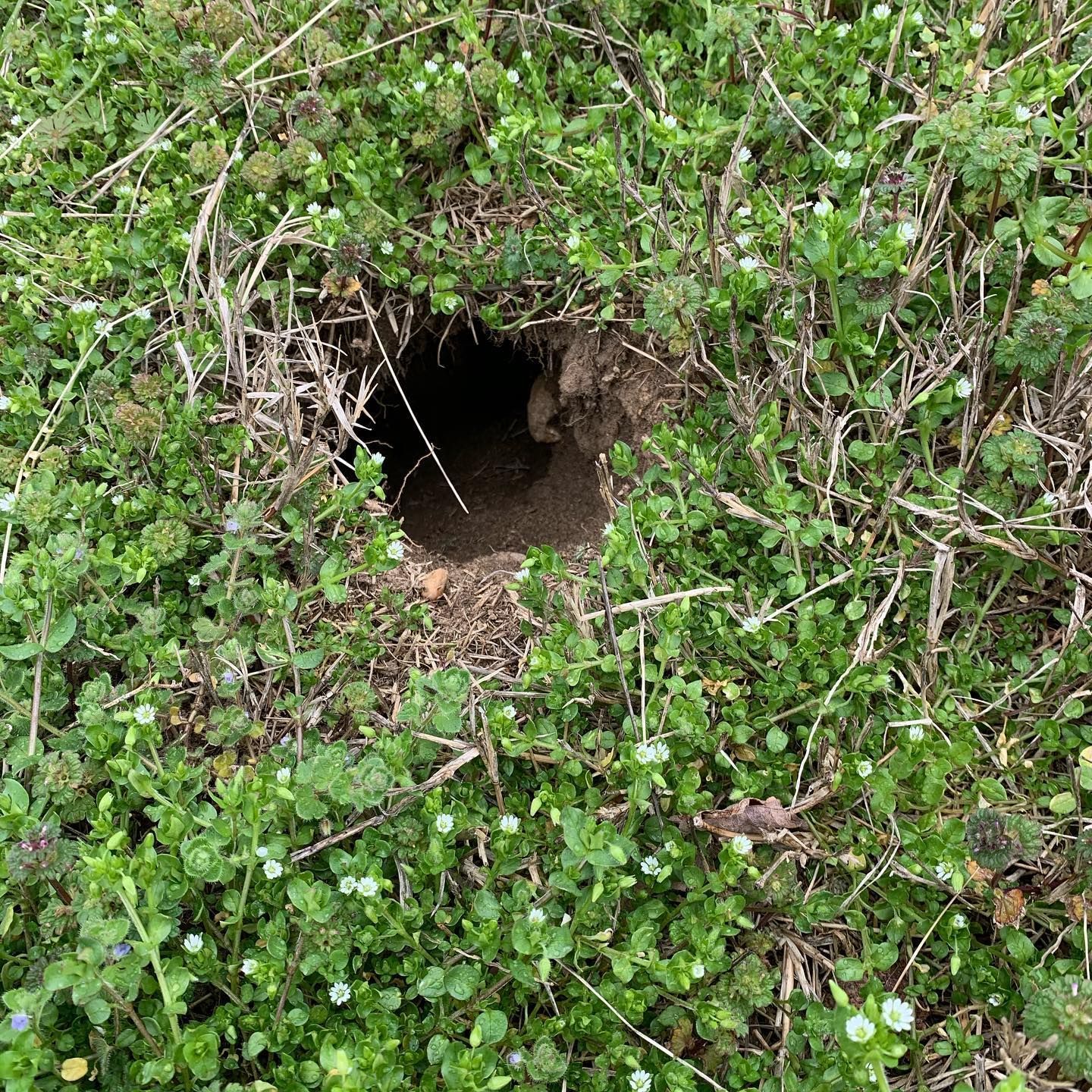 A hole in the ground surrounded by plants and grass.