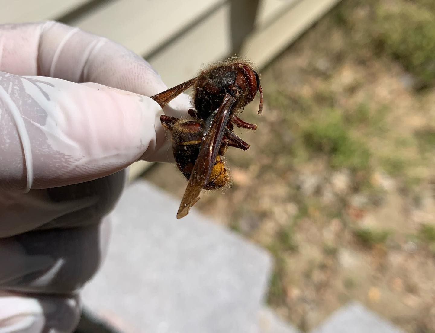 A person wearing gloves is holding a wasp in their hand.