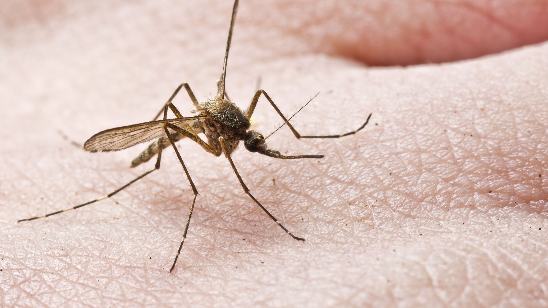 A close up of a mosquito on a person 's skin